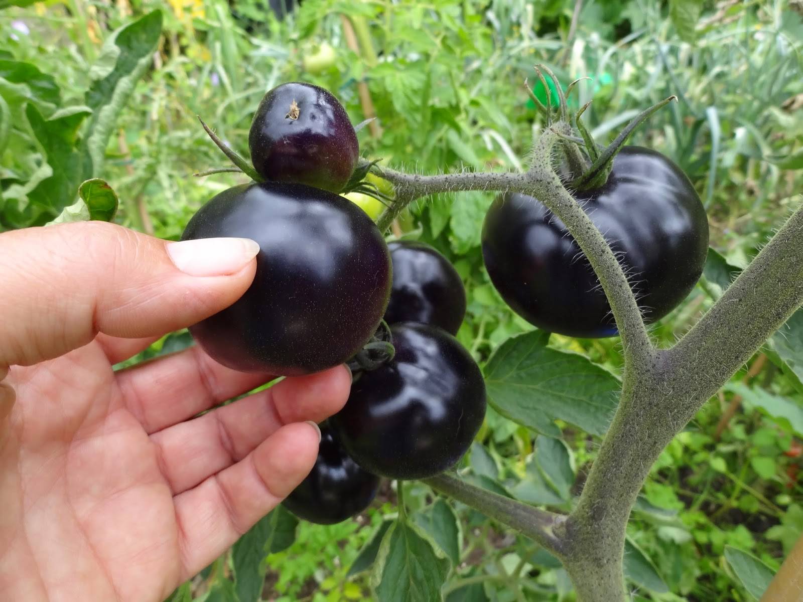 Томат черная гроздь - фото, описание сорта, отзывы огородников