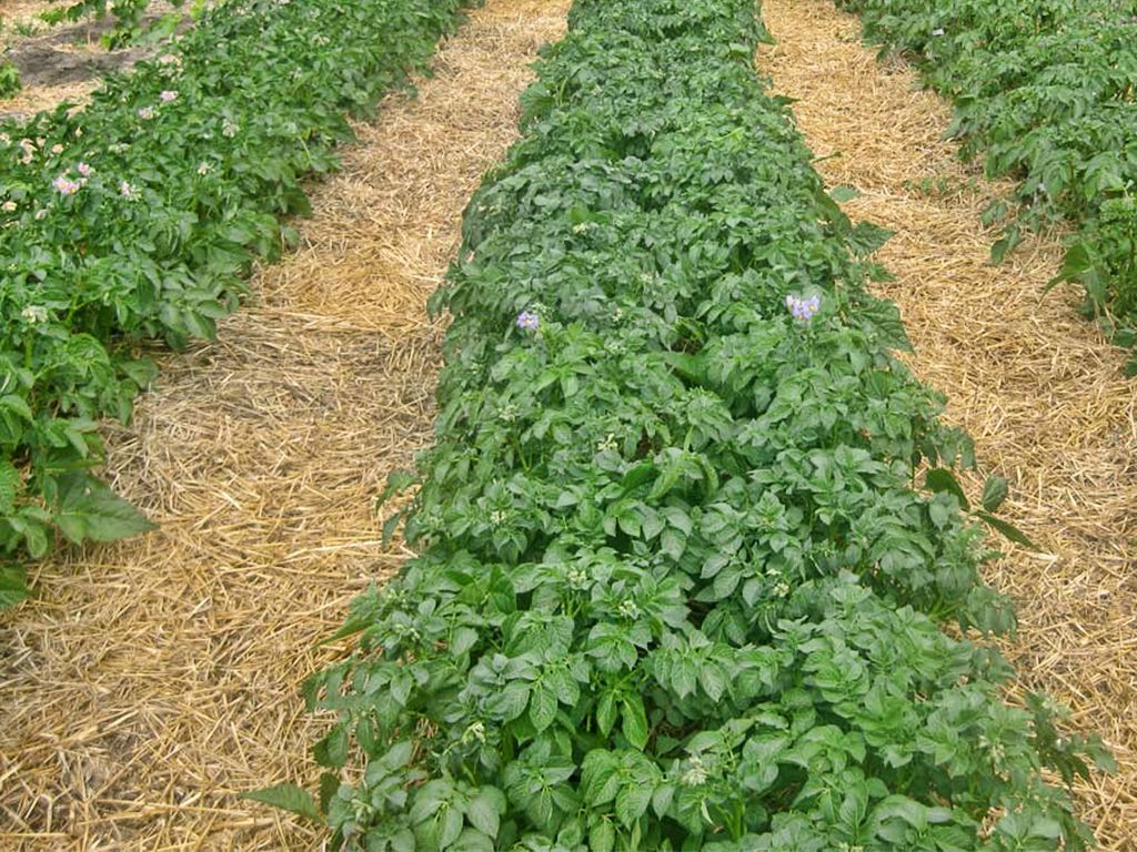 Как мы выращивали картофель в разных регионах и каких успехов добились. мульчирование скошенной травой. фото — ботаничка