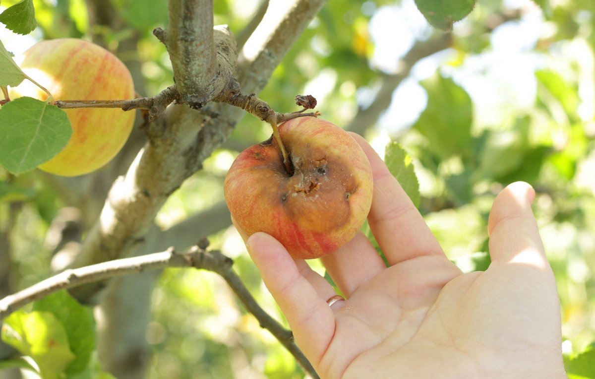 Почему яблоки гниют прямо на дереве и как этого избежать?