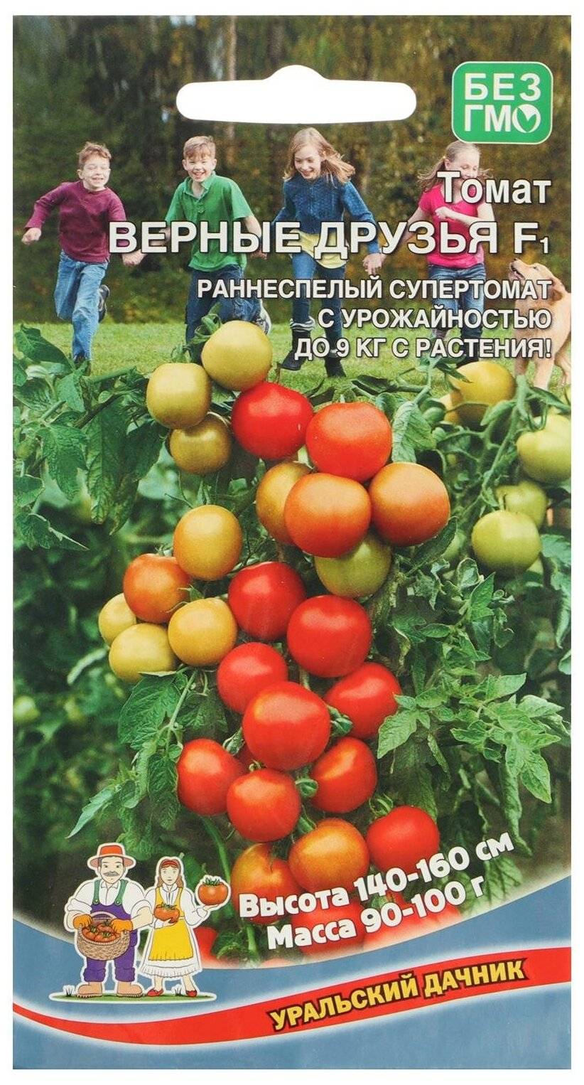 Урожайность кистевого томата Верные друзья и отзывы о сорте