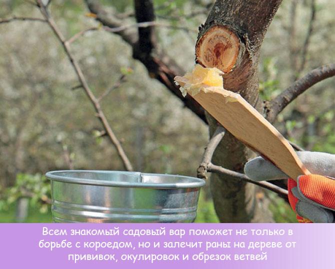 Короед на яблоне, груше или вишне: способы избавиться от вредителя, обзор средств