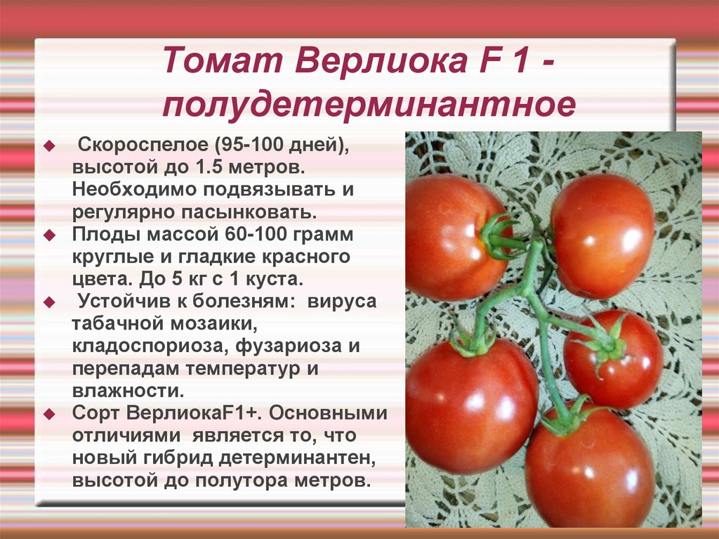 Шахерезада томат отзывы