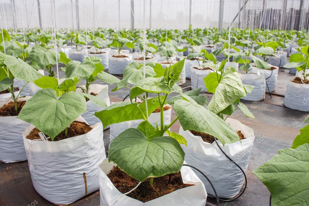 Выращивание петрушки в теплице: как вырастить зимой на продажу, выгодно ли
