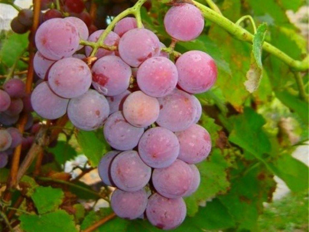 Виноград виктория: описание сорта, отзывы, фото урожая, посадка, выращивание и уход, опылители, урожайность, морозоустойчивость