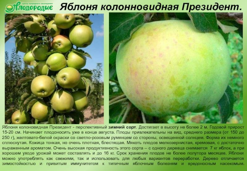 ✅ семеренко яблоки полезные свойства - nlifegroup.ru