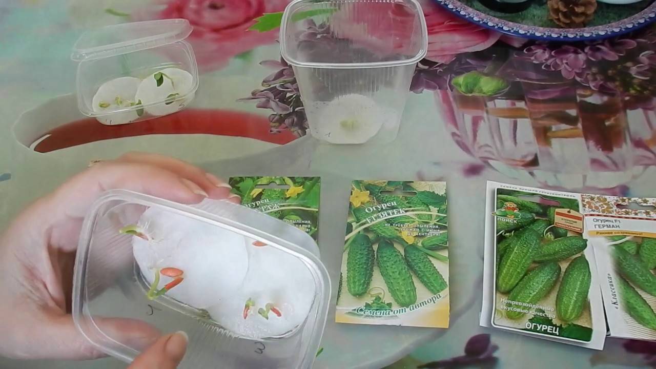 Как быстро проверить семена огурцов на всхожесть в воде, опилках и бумажном рулоне