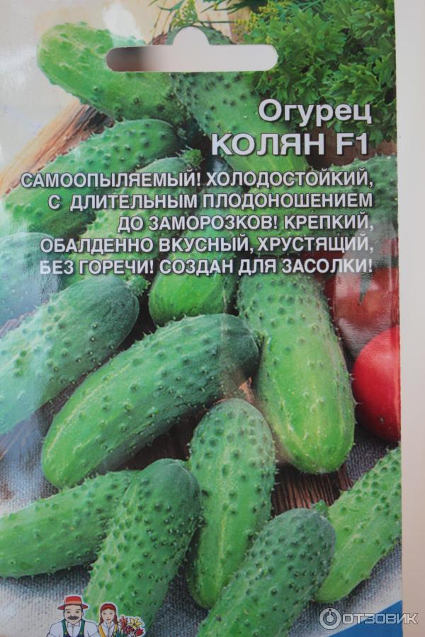Огурец патти f1: описание и урожайность сорта, фото, отзывы