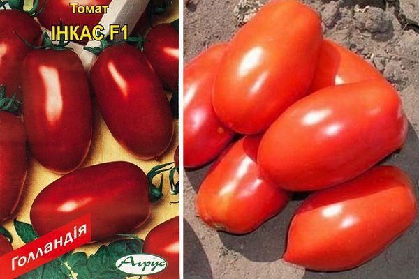 ᐉ томат инкас характеристика и описание сорта - zooshop-76.ru