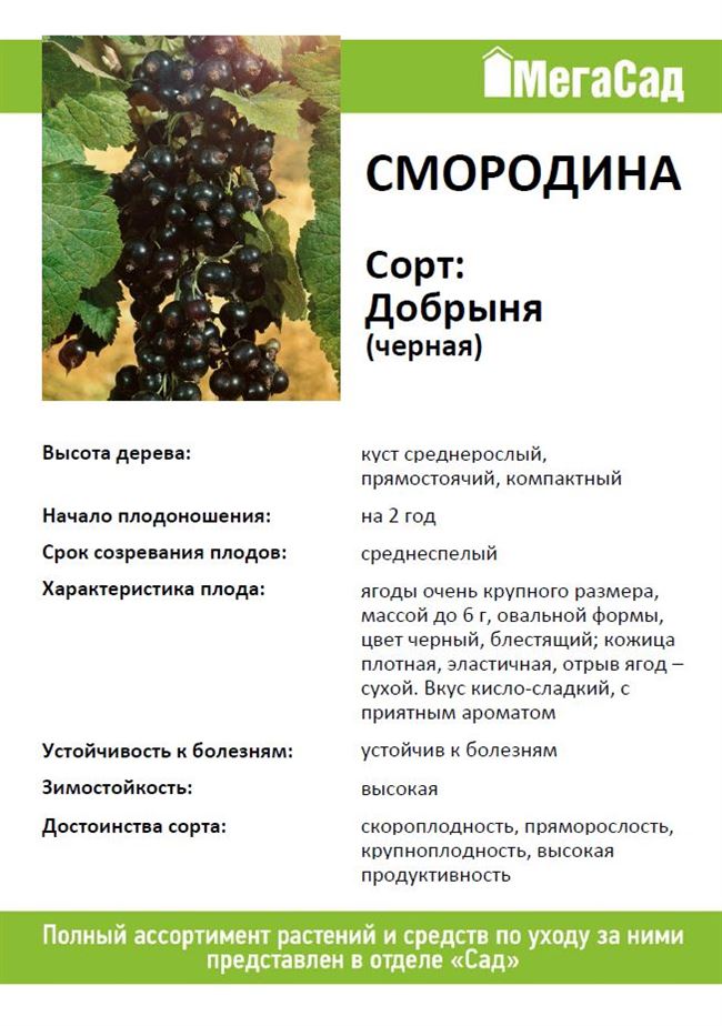 Сладкий сорт чёрной смородины изюмная: внешний вид и описание сорта, фото