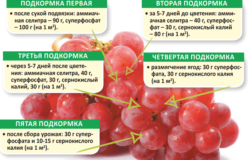 Полив винограда летом во время созревания ягод