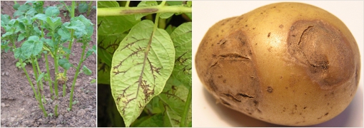 Морщинистая мозаика картофеля: что это такое, описание и лечение, фото