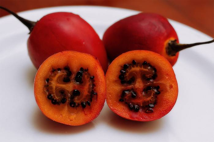 Тамарилло: фрукт, томатное дерево, как его кушать и выращивание с фото