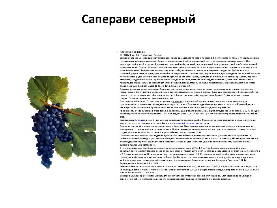 Описание винограда сорта Саперави и правила выращивания