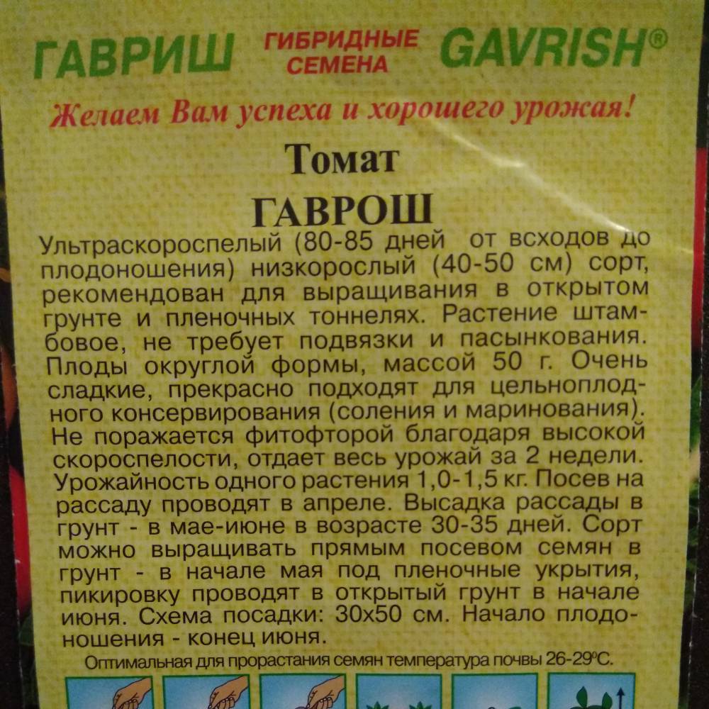 Характеристика российского томата Гаврош и особенности выращивания сорта