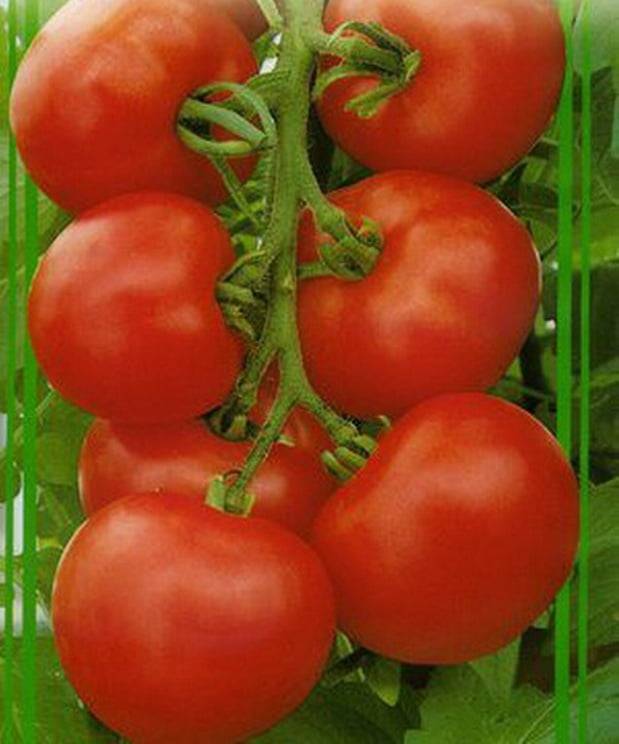 Лучшие сорта томатов для сибири в теплице и для открытого грунта с фото и описанием отзывы