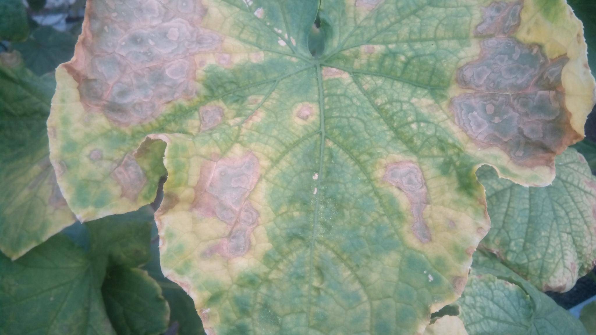 Почему появились белые пятна на листьях огурцов, что делать и как лечить