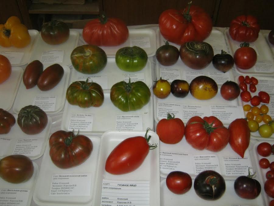 Какие сорта томатов от коллекционеров стоит посадить в 2022 году: описание и фото