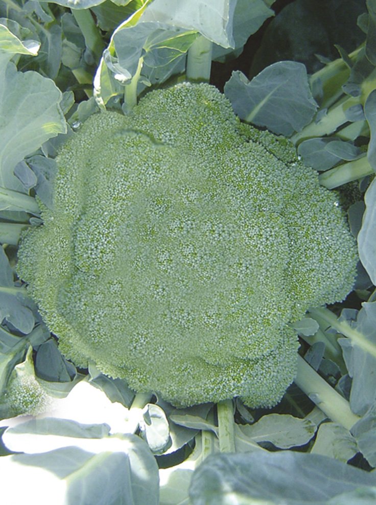 Сорта капусты брокколи: описание с фото и названиями, отзывы