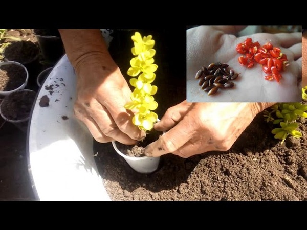 Размножение барбариса черенками весной, летом и осенью: разные способы
