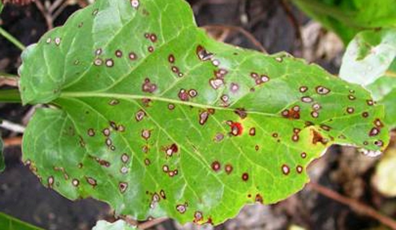 Почему краснеют листья у ревеня: болезни и вредители и меры борьбы с ними