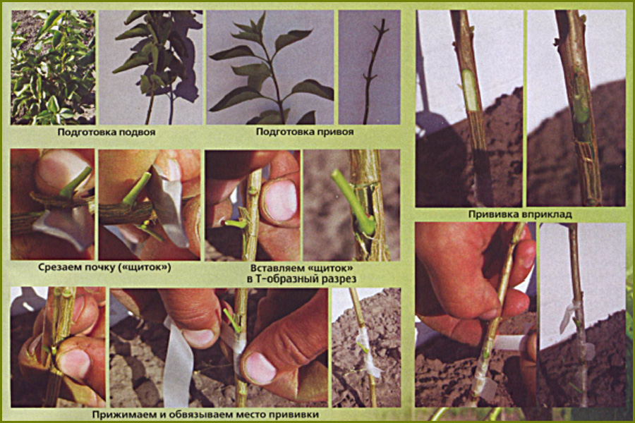 Черенкование яблони летом: как размножить дерево зелеными, одеревеневшими, воздушными черенками, как укоренить ветку, советы по размножению черенками