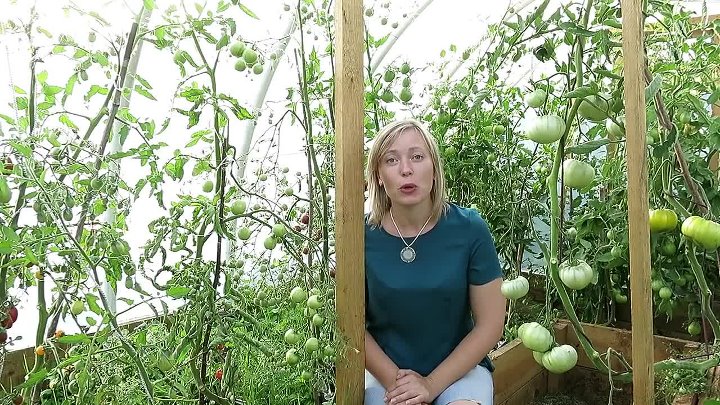 Выращивание томатов в теплице разными способами