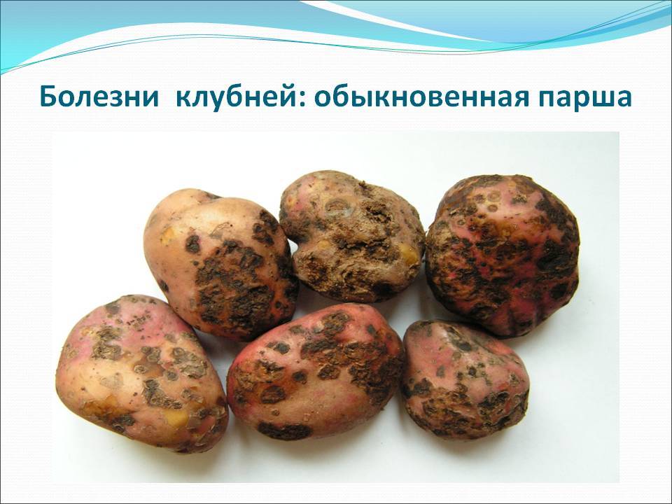 Парша картофеля (ризоктониоз): фото, описание и лечение, меры борьбы