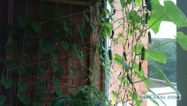 Как вырастить огурцы на балконе: пошагово для начинающих