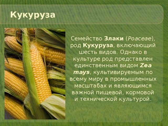 Кукуруза овощ или фрукт: к какому семейству относится злак и где применяется