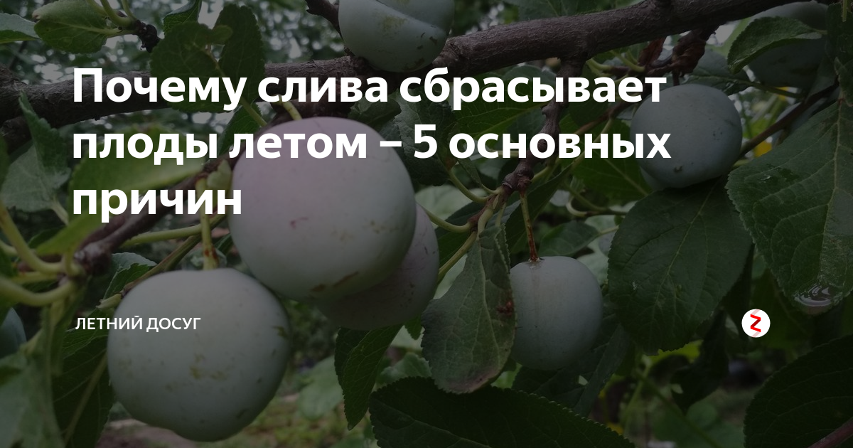 ᐉ как заставить плодоносить сливу - godacha.ru