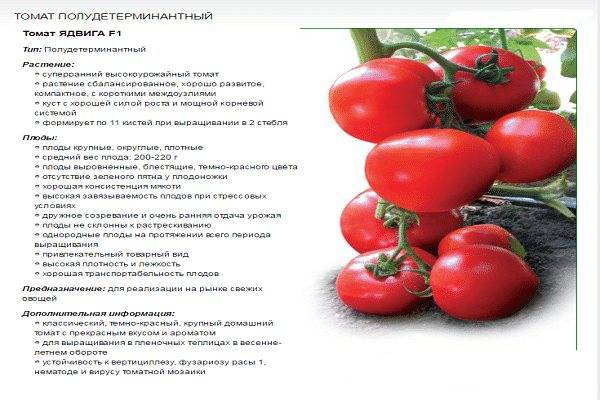 Сорт томатов персик, описание, характеристика и отзывы, фото, а также особенности выращивания