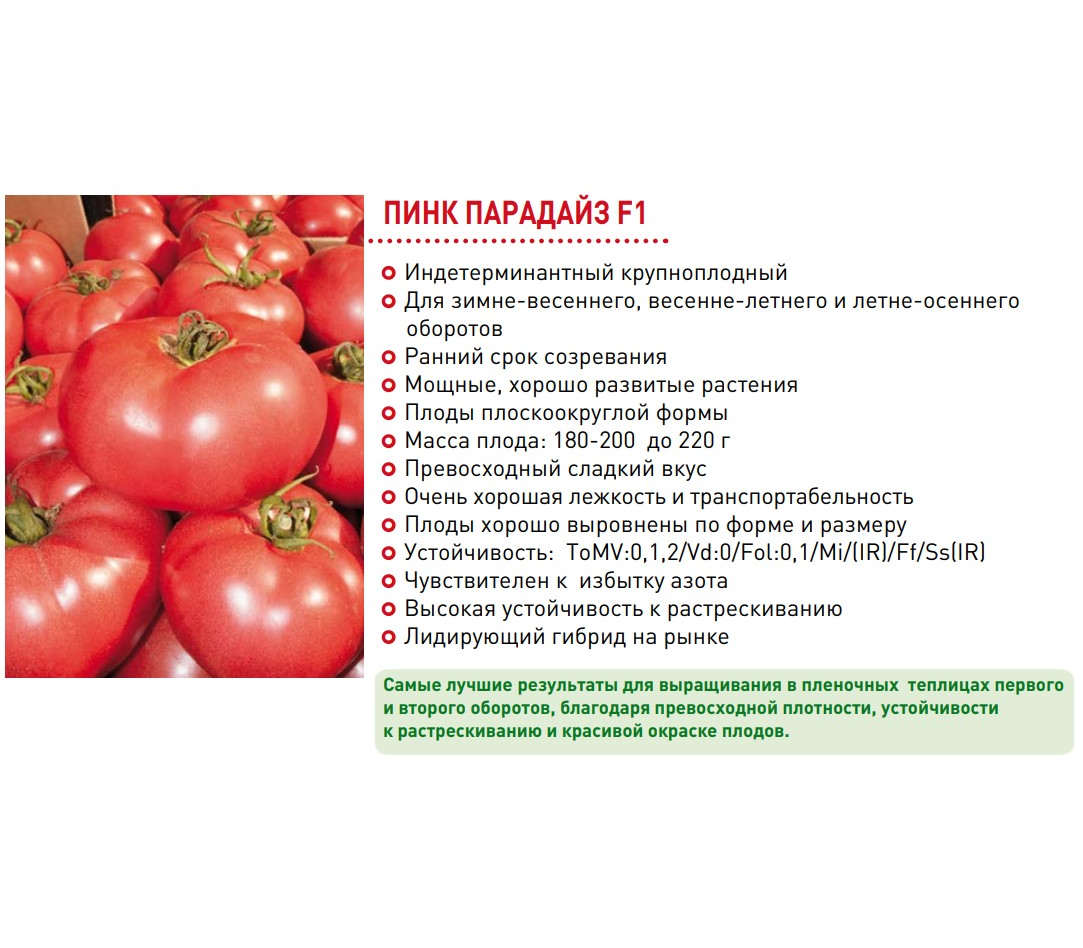 Пинк леди f1: полное описание и рекомендации по уходу за крупноплодным томатом