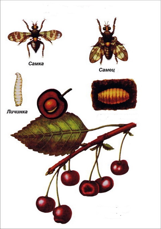 Вишневая муха: методы борьбы, фото, почему вишня червивая, что делать с ягодами, как бороться, чем обработать от червей в плодах