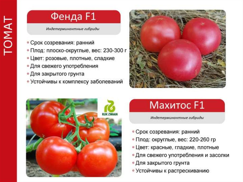 Хрупкие вытянутые плоды — томат ниагара: подробное описание сорта, советы дачников