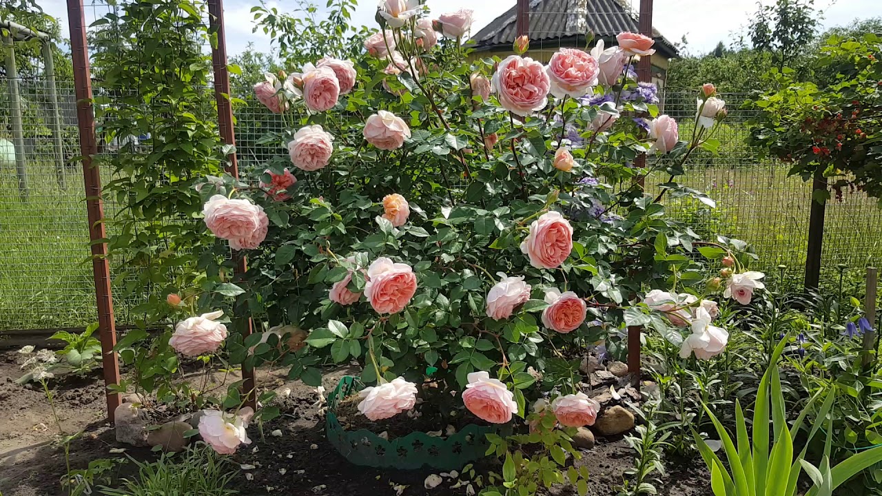 Сорта английских роз и как за ними ухаживать