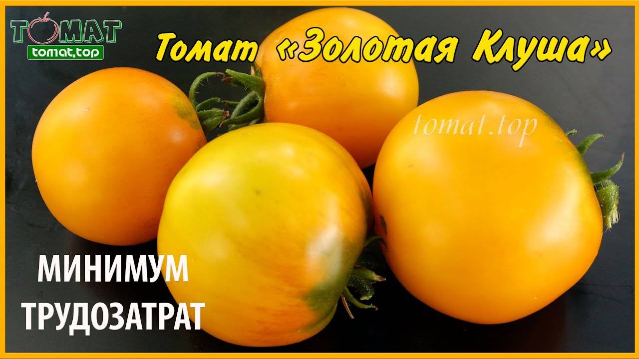 Томат "золотая теща": описание гибридного сорта f1, рекомендации по выращиванию, характеристики плодов-помидоров русский фермер