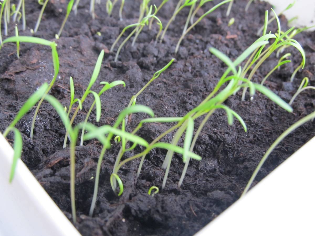 Как посадить укроп: ускоряем прорастание, через сколько дней всходит растение в открытом грунте