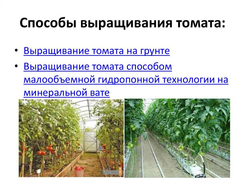 Выращивание рассады томатов по методу Терехиных