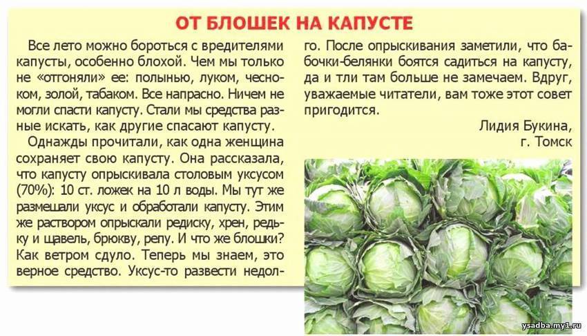 ᐉ чем полить капусту от мошки: народные средства - zooon.ru