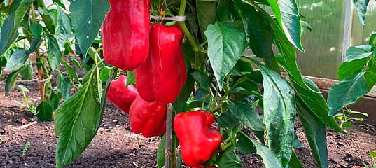 Сорт перца «красный бык» — описание и особенности выращивания