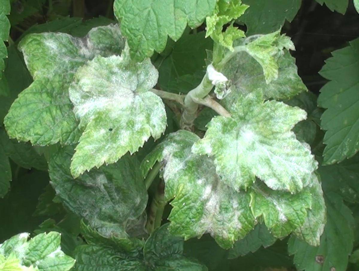 Белый налет на листьях смородины: чем обработать и что делать для лечения