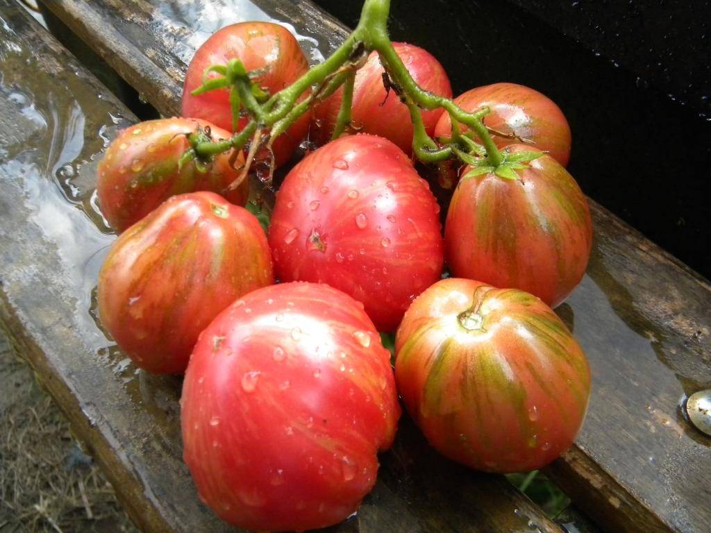 Описание редких коллекционных сортов томатов от Валентины Редько, новинки 2021 года