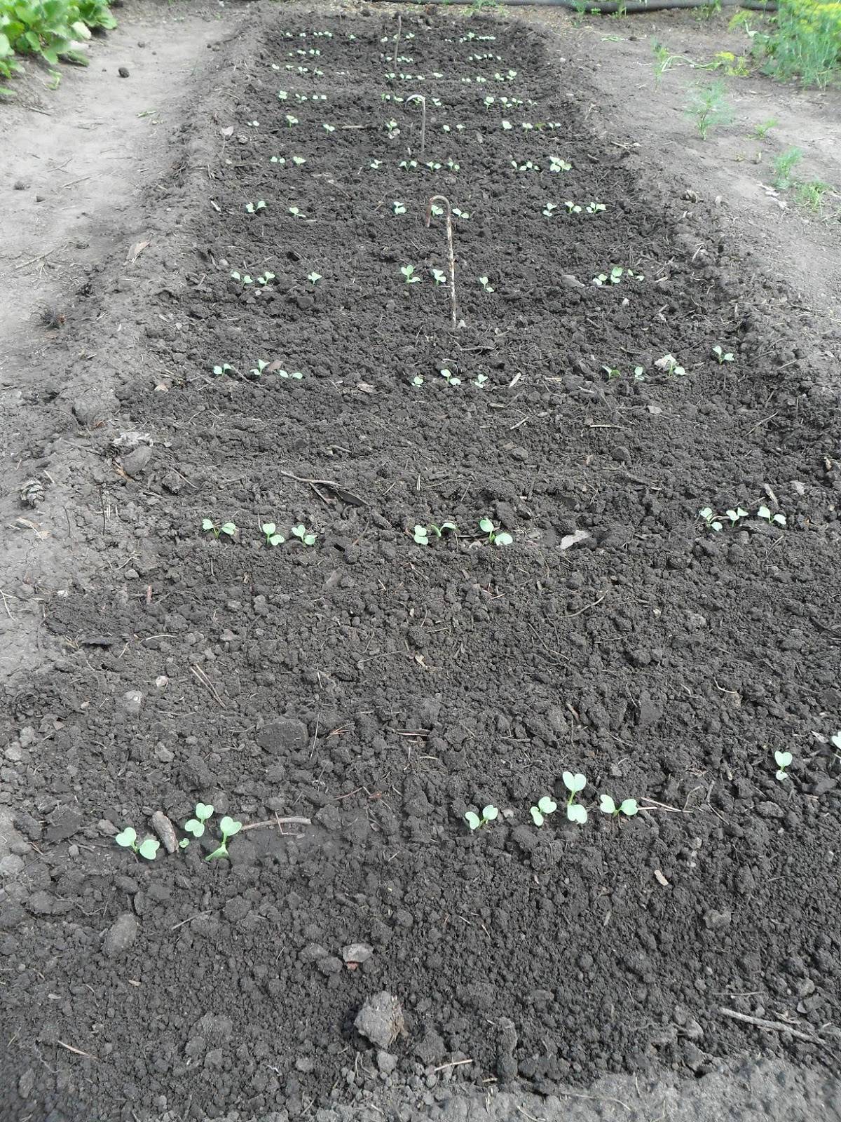Дайкон выращивание и уход в открытом грунте: когда сажать дайкон