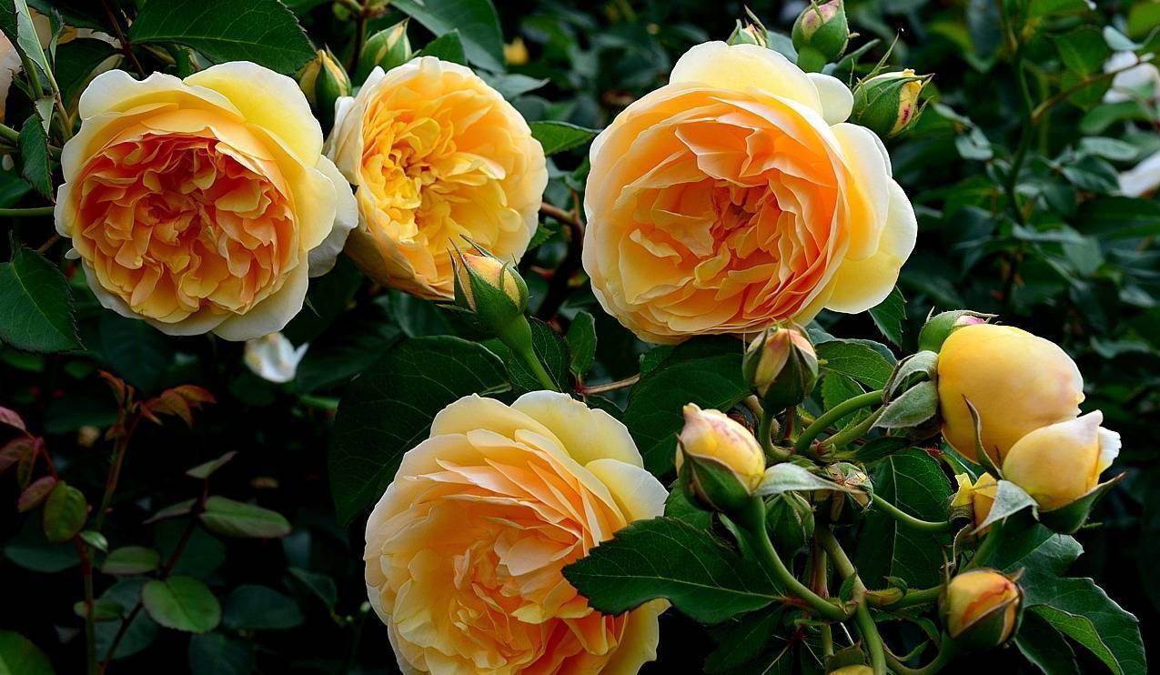 Английские розы: виды, сорта, особенности выращивания