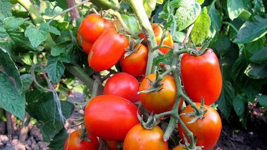 Стойкий «боец» за урожай помидоров: описание сорта томатов «буян»