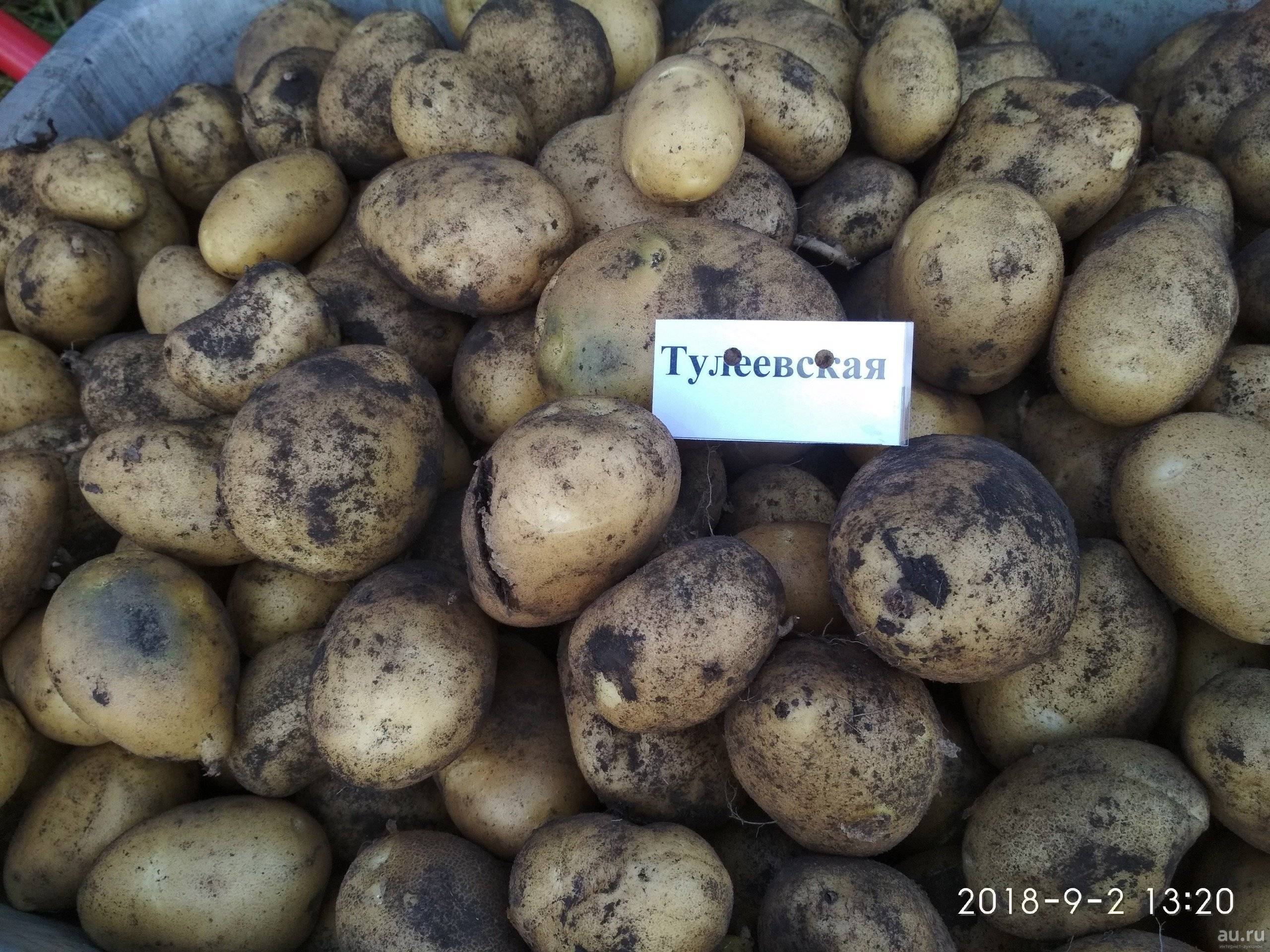 Сорт картофеля тулеевский: описание сорта, отзывы, фото