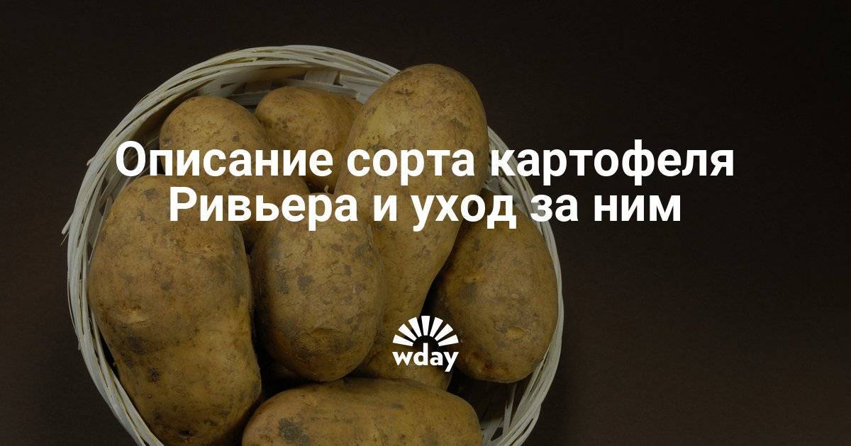 Сорт картофеля ривьера: описание, посадка и уход русский фермер