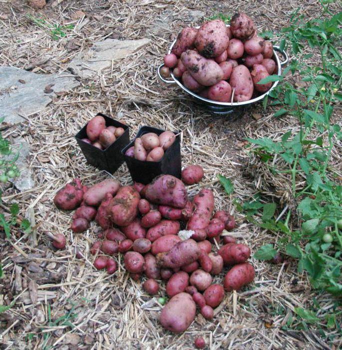 Картофель рябинушка: подробная характеристика и описание сорта, плюсы и минусы данного вида, нюансы выращивания, а также фото, как выглядит картошка