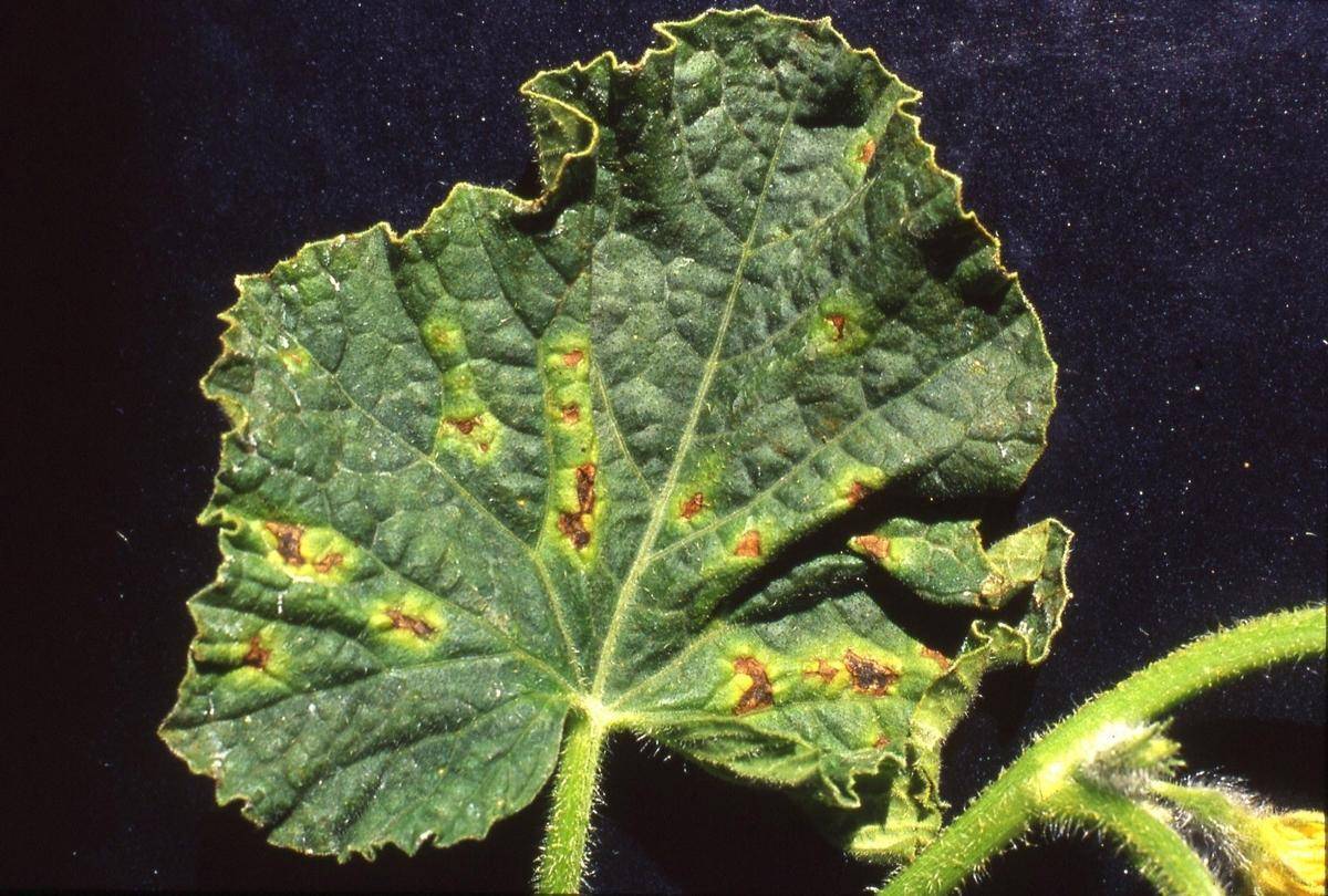 Бактериоз огурцов и их лечение ?: фото, угловатая пятнистость листьев, как бороться народными средствами при плодоношении, как лечить