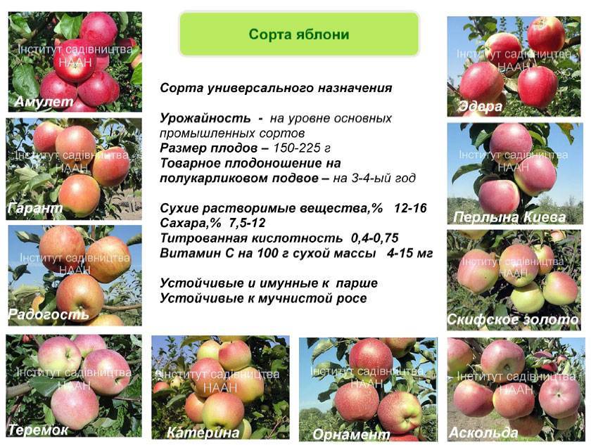 Характеристика сорта яблони ауксис